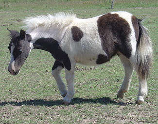 Sassy9-06 web.jpg